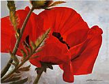 Poppy Canvas Paintings - The Red Poppy